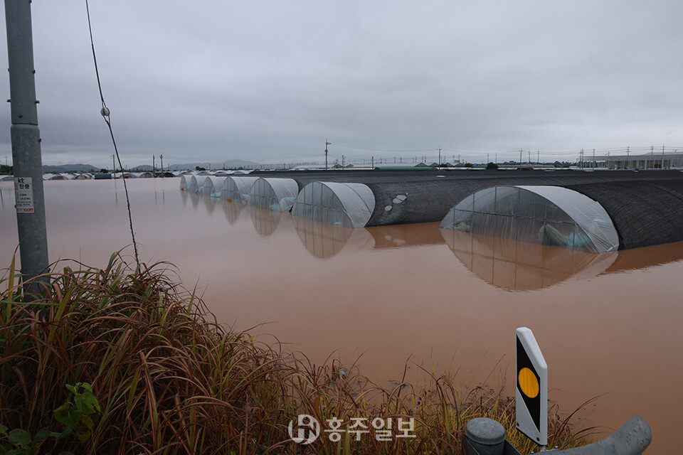 예산군 신암면 창소리 침수피해 현장. 농작물을 심어 놓은 비닐하우스가 전부 물에 잠겼다.