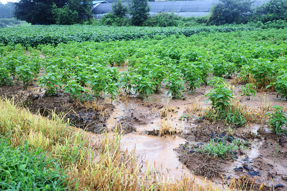지난 밤 홍성·예산 지역에 낙뢰를 동반한 비가 밤새 쏟아졌다. 사진은 홍성 홍북읍 석택리의 한 밭에 밤새 내린 비로 인해 토사가 쓸려나간 모습.