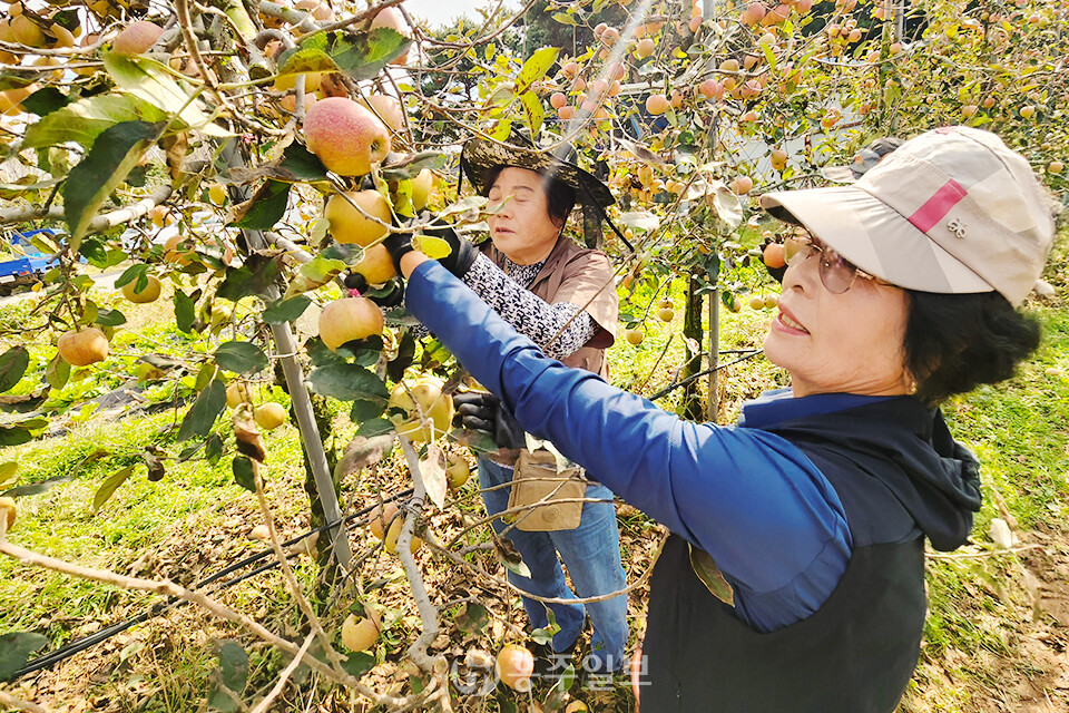 홍성군 주부 농산물 체험·구매 행사 참석자가 예산군 고덕면에서 사과따기 체험을 하고 있다.