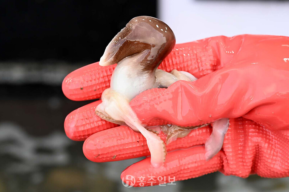 재철을 맞아 살이 통통하게 오른 새조개.